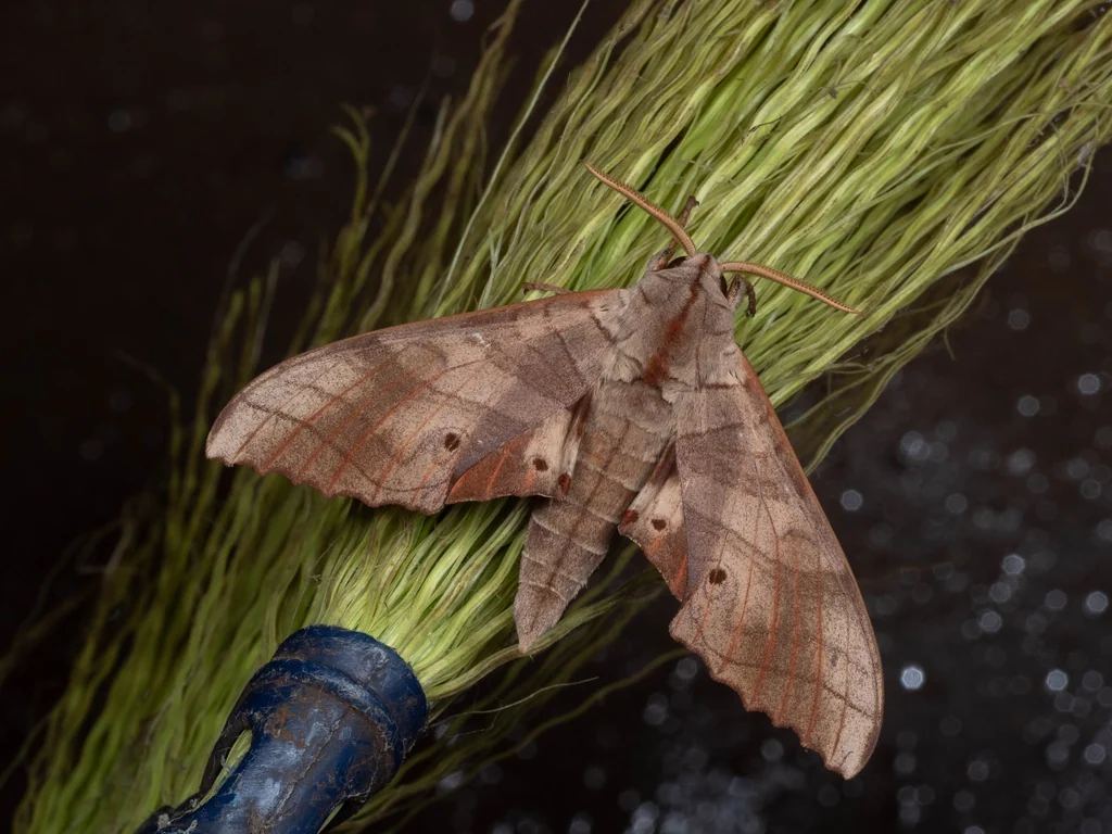 Marumba sperchius (Ménétriès, 1857) photograph