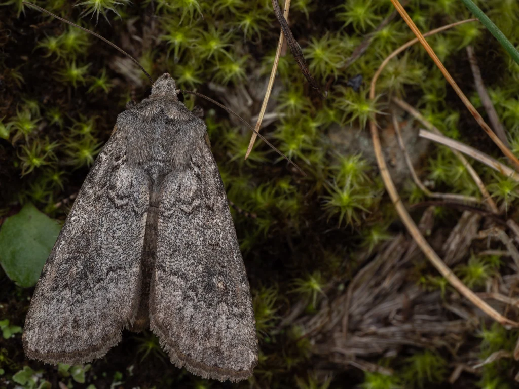 Euxoa ochrogaster (Guenée, 1852) photograph