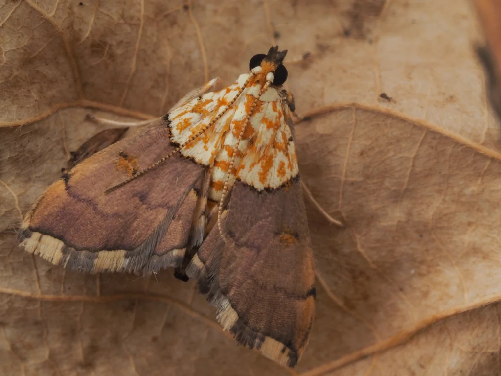 Agrotera posticalis Wileman, 1911 photograph