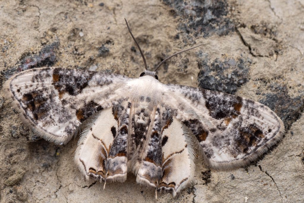 クロオビシロフタオ（Oroplema plagifera (Butler, 1881)）の写真