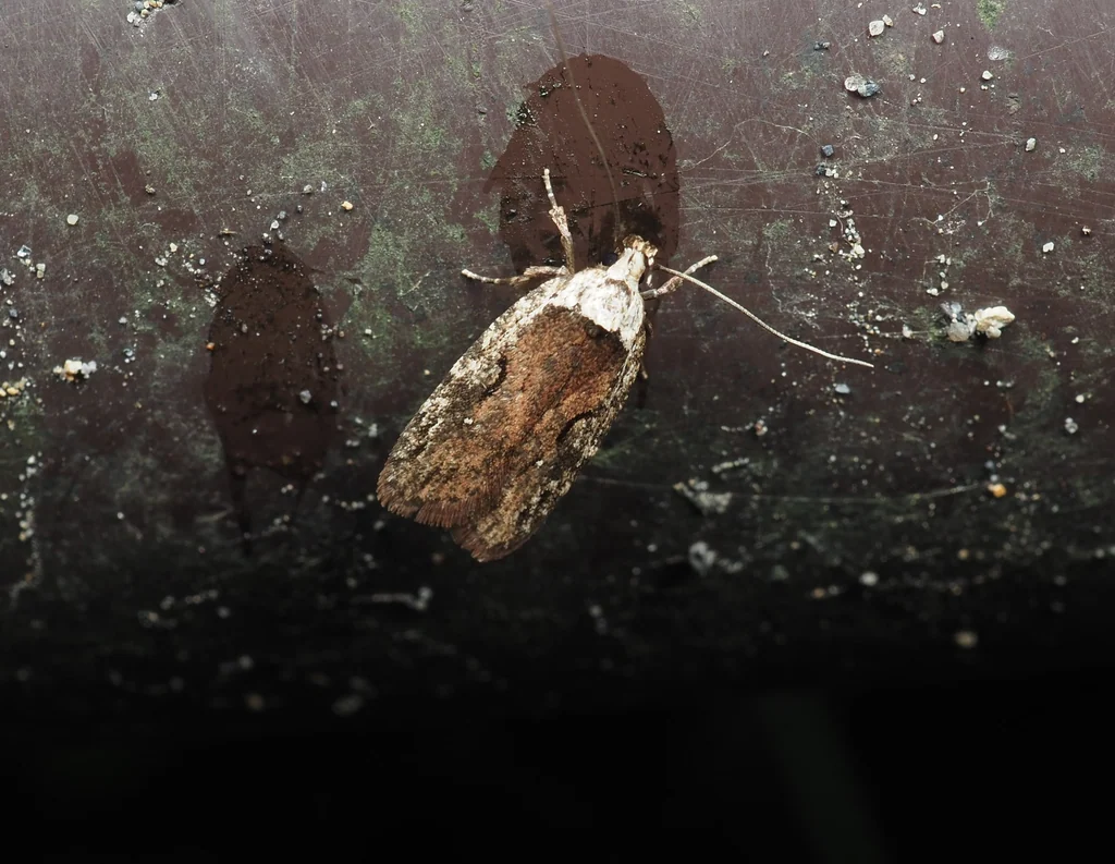 Agonopterix l-nigrum (Matsumura, 1931) photograph