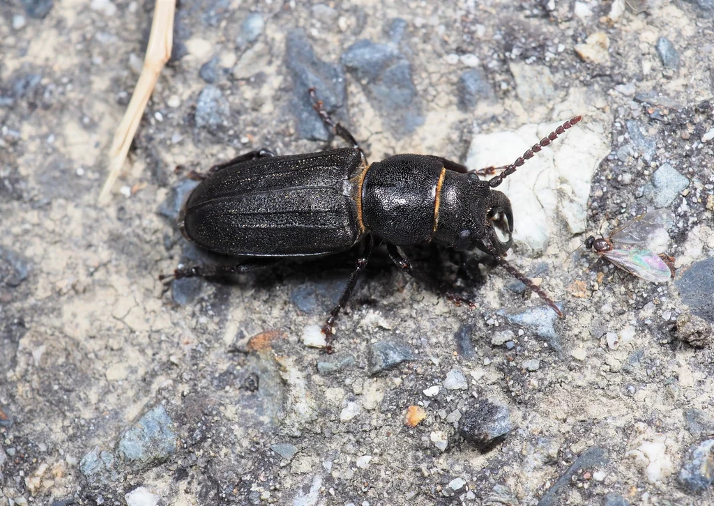 Spondylis buprestoides (Linnaeus, 1758) photograph