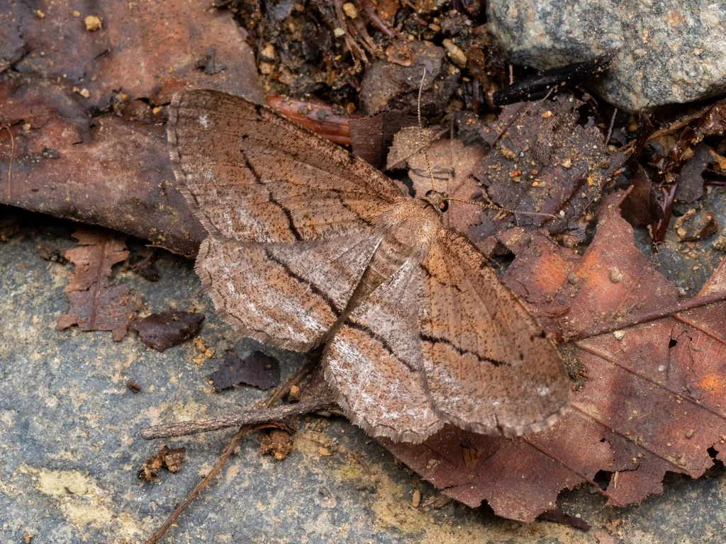 Apocleora rimosa (Butler, 1879) photograph