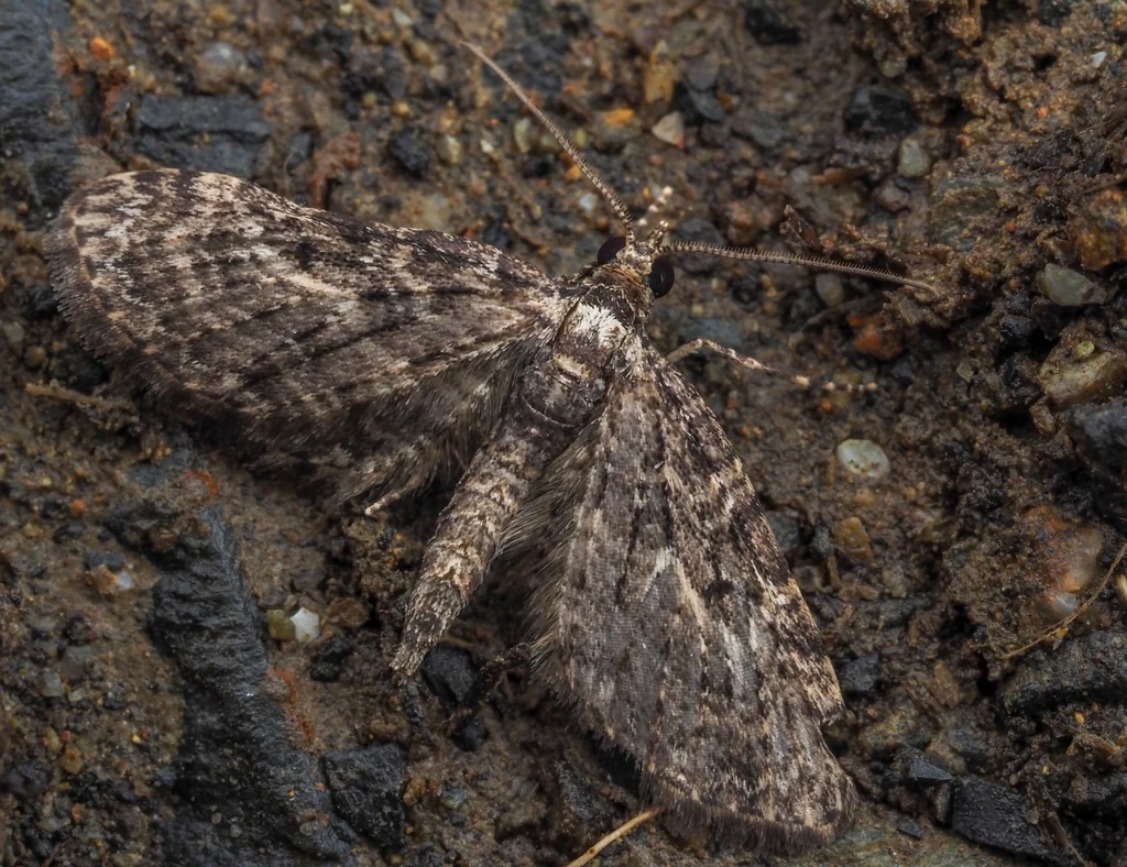 Eupithecia kuroshio Inoue, 1980 photograph