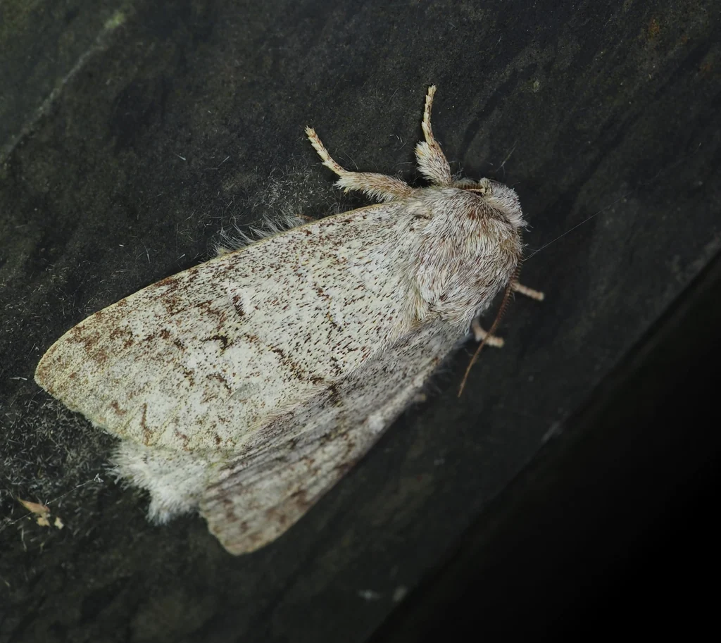 Mesophalera sigmata (Butler, 1877) photograph
