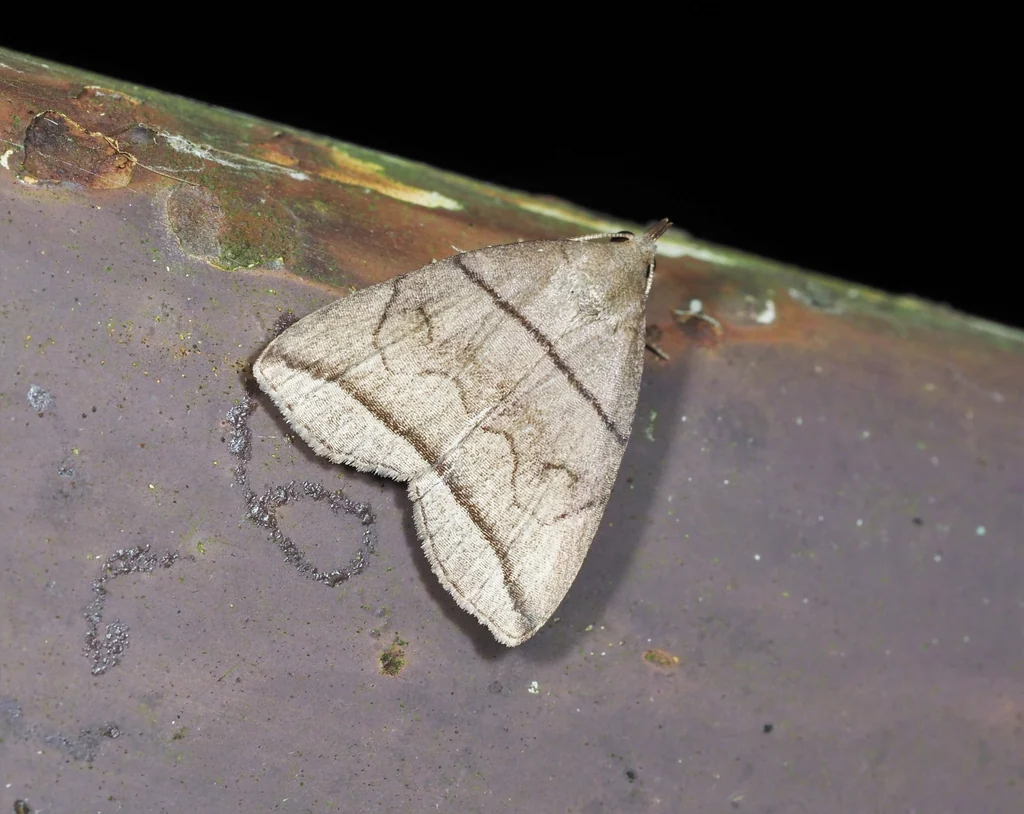 Herminia grisealis (Denis & Schiffermüller, 1775) photograph