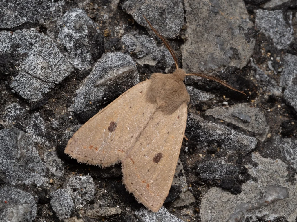 Orthosia fausta Leech, 1889 photograph