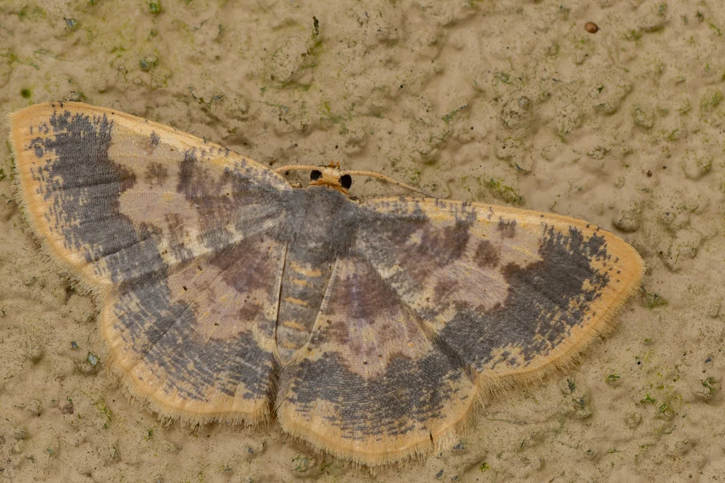 Peratophyga hyalinata (Kollar, 1844) photograph