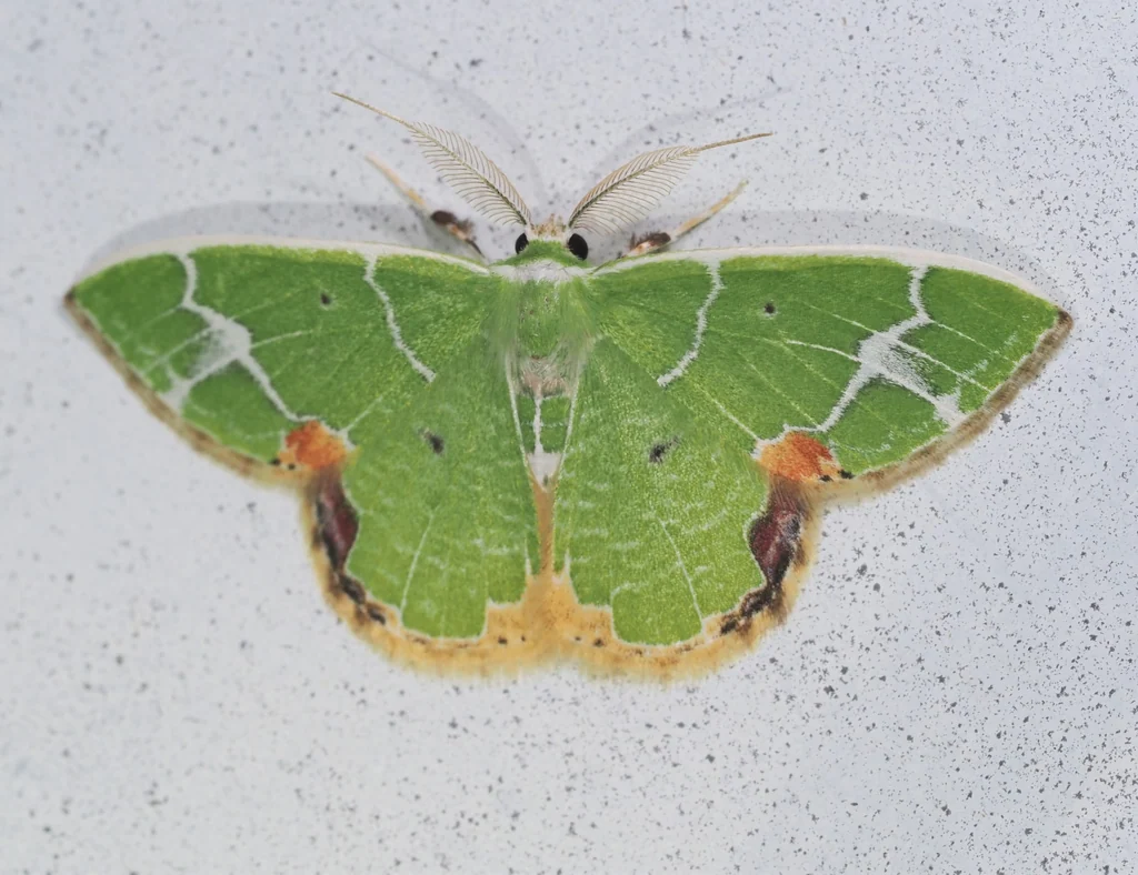 Comibaena delicatior (Warren, 1897) photograph