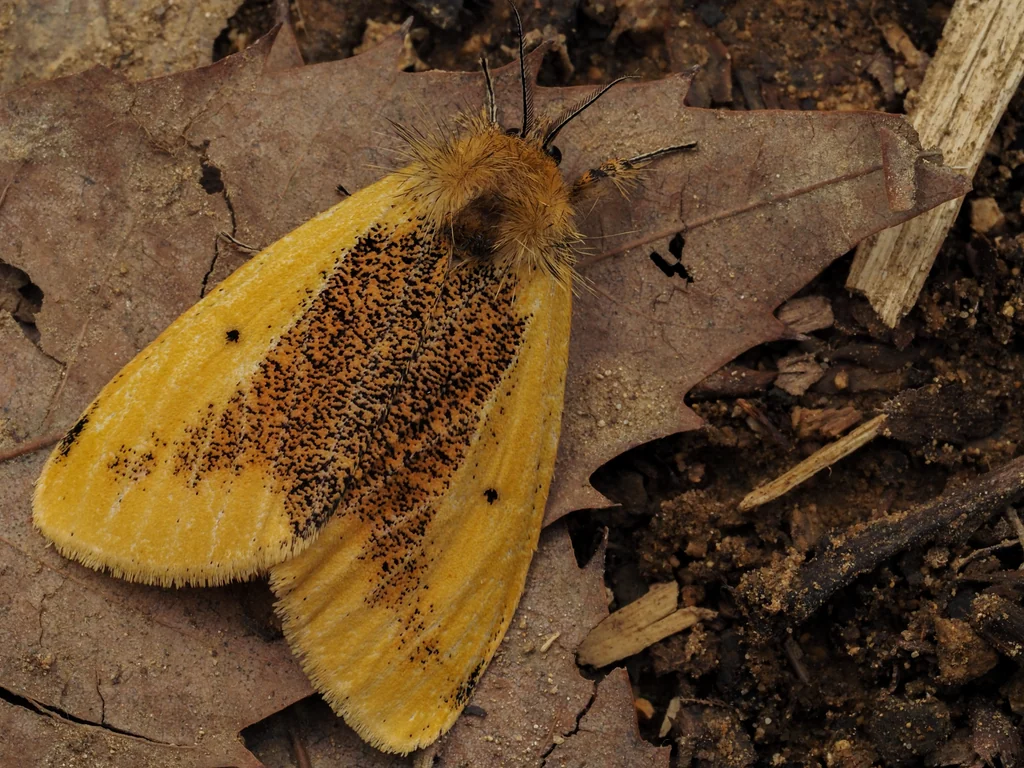 Kuromondokuga niphonis (Butler, 1881) photograph
