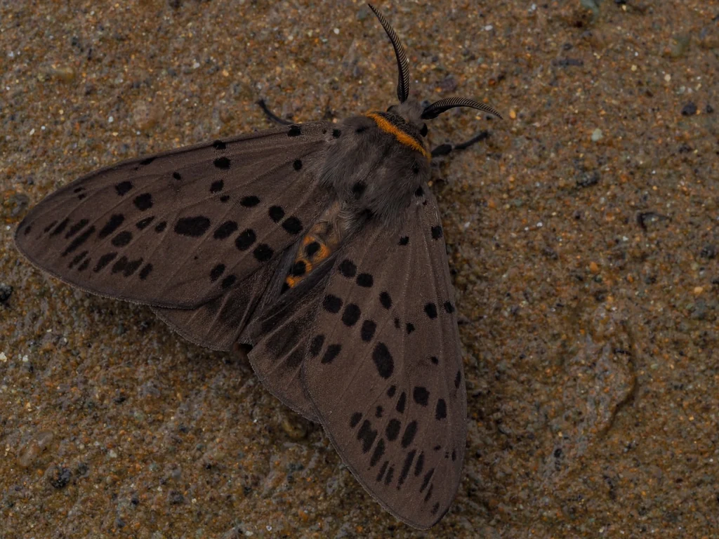 Lemyra imparilis (Butler, 1877) photograph