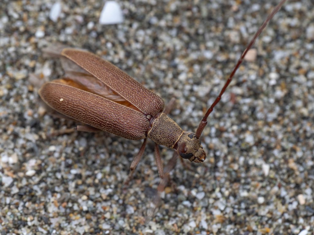 ケブトハナカミキリ 基亜種（Caraphia lepturoides lepturoides (Matsushita, 1933)）の写真