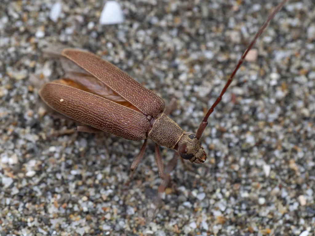 Caraphia lepturoides lepturoides (Matsushita, 1933) photograph