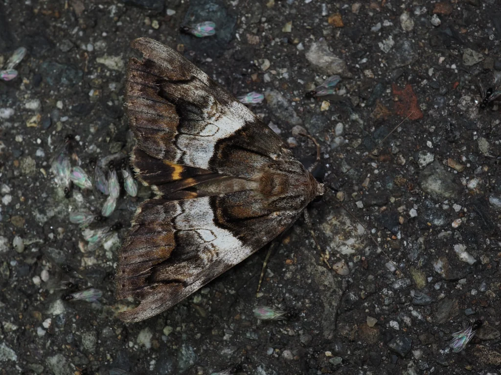 Catocala deuteronympha (Staudinger, 1861) photograph