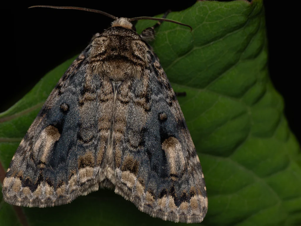 Anacronicta caliginea (Butler, 1881) photograph