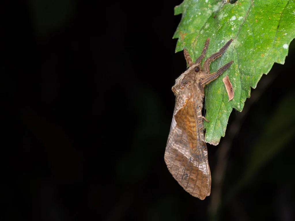 Endoclita excrescens (Butler, 1877) photograph