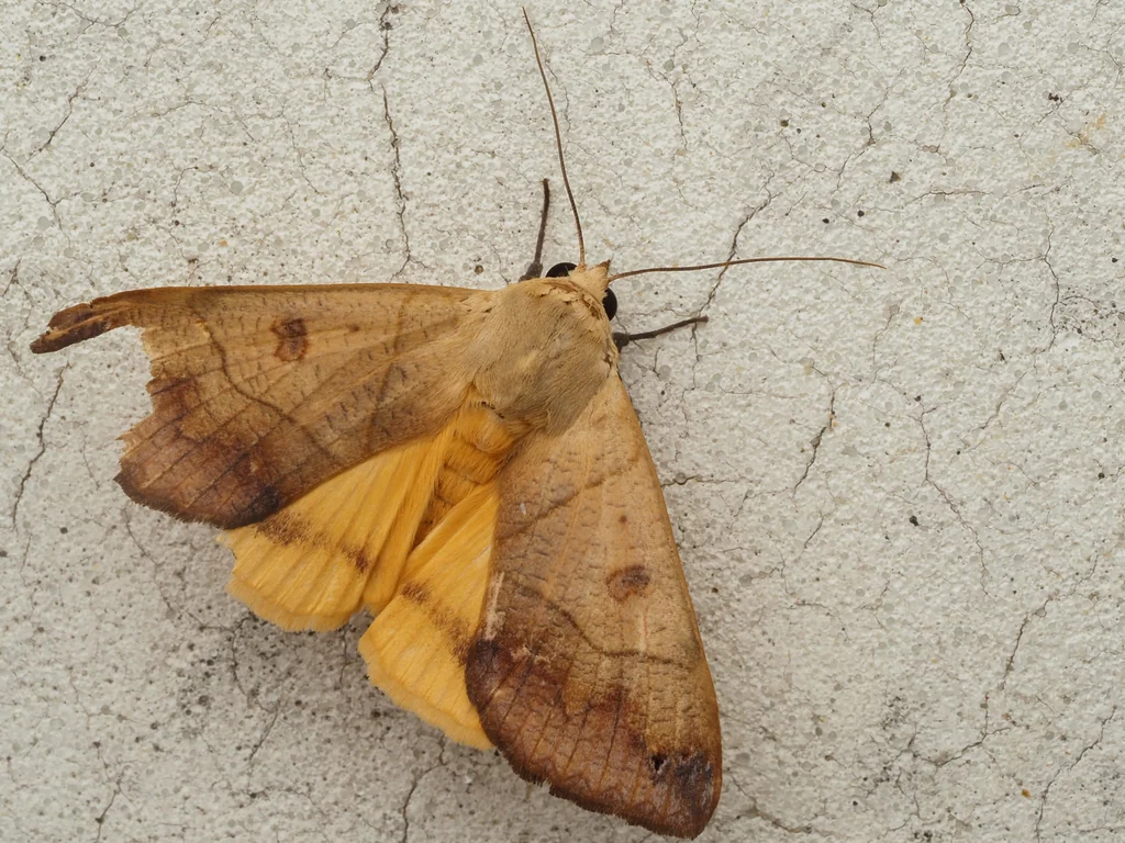 Ophiusa microtirhaca Sugi, 1990 photograph