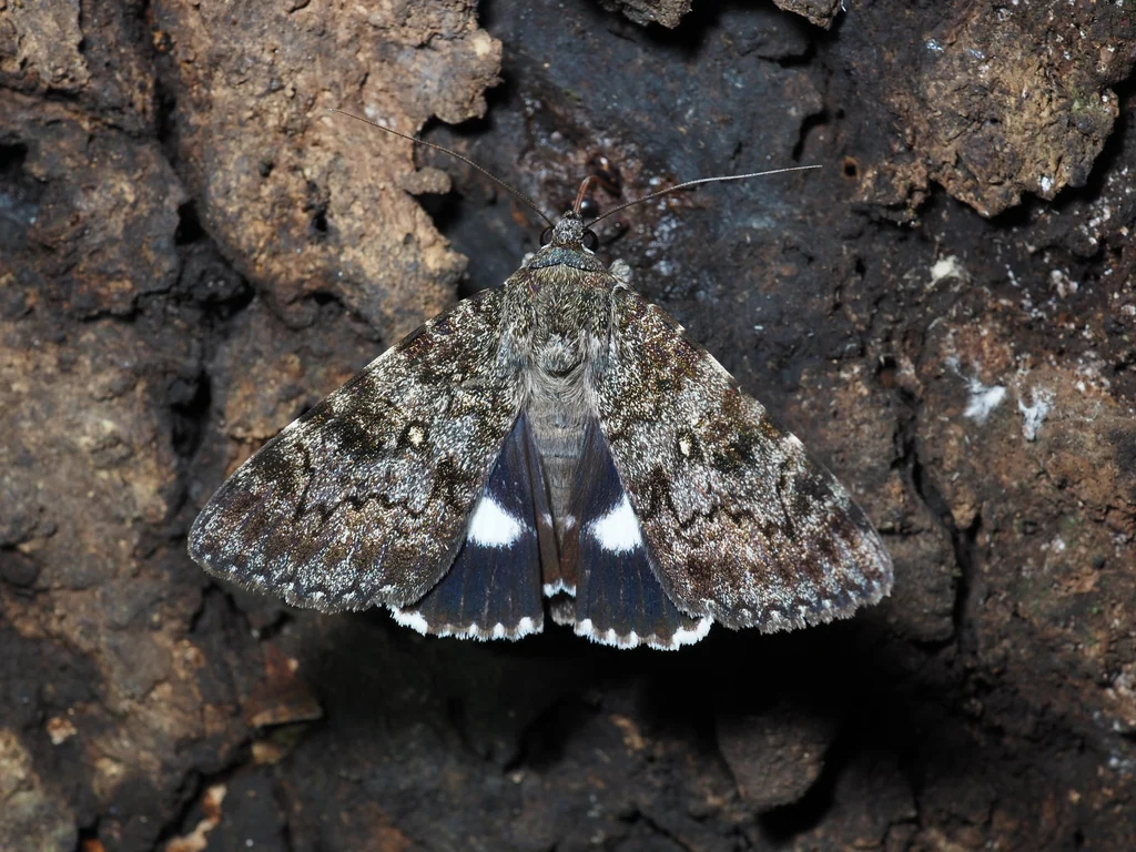 Catocala actaea (Felder & Rogenhofer, 1874) photograph