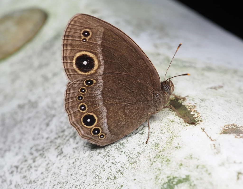 Mycalesis francisca Stoll, 1780 photograph