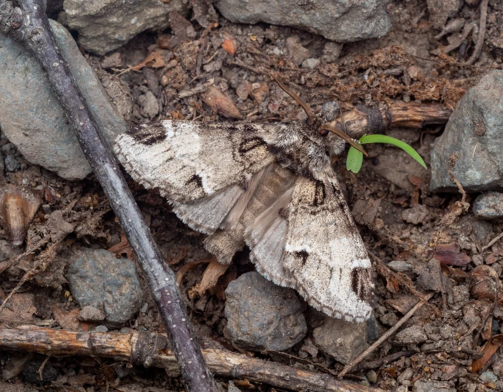 Drymonia japonica (Wileman, 1911) photograph