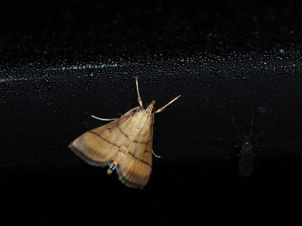 Cnaphalocrocis medinalis (Guenée, 1854) photograph