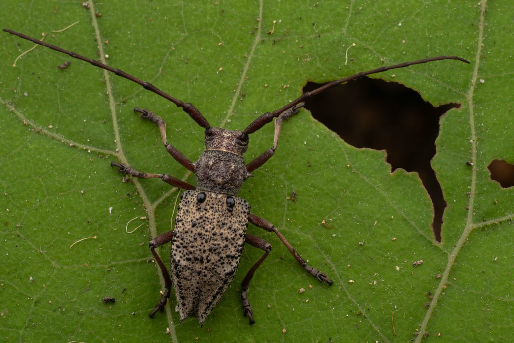 Parechthistatus (Mesechthistatus) binodosus insularis Hayashi, 1955 photograph