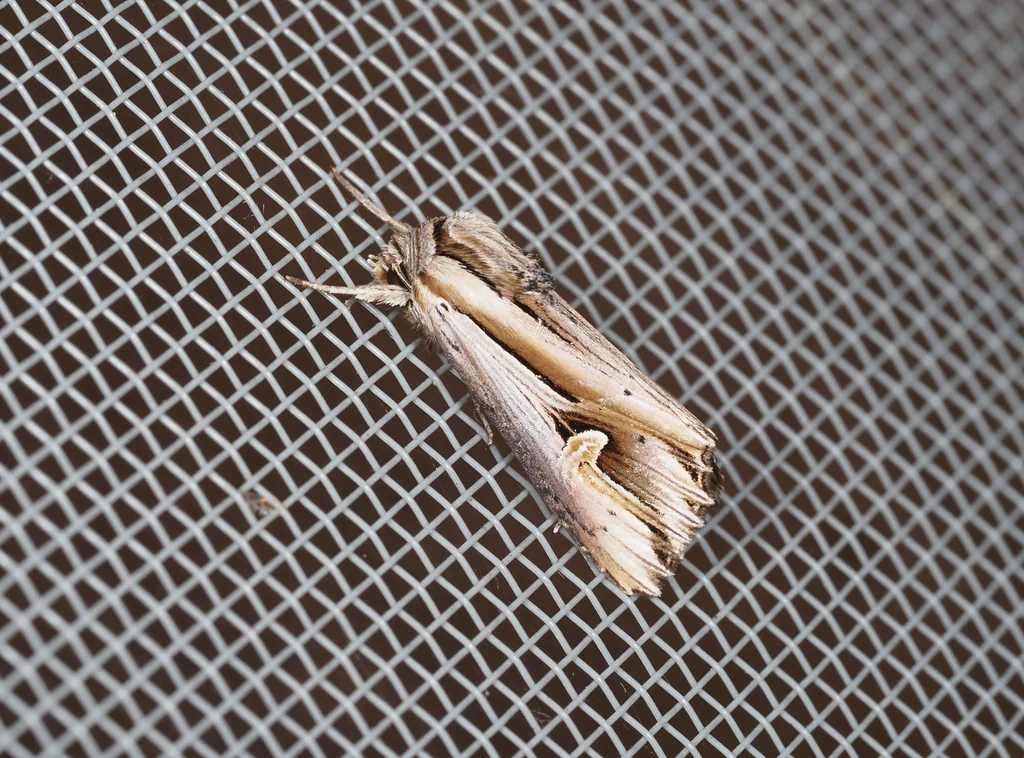 Actinotia intermediata (Bremer, 1861) photograph