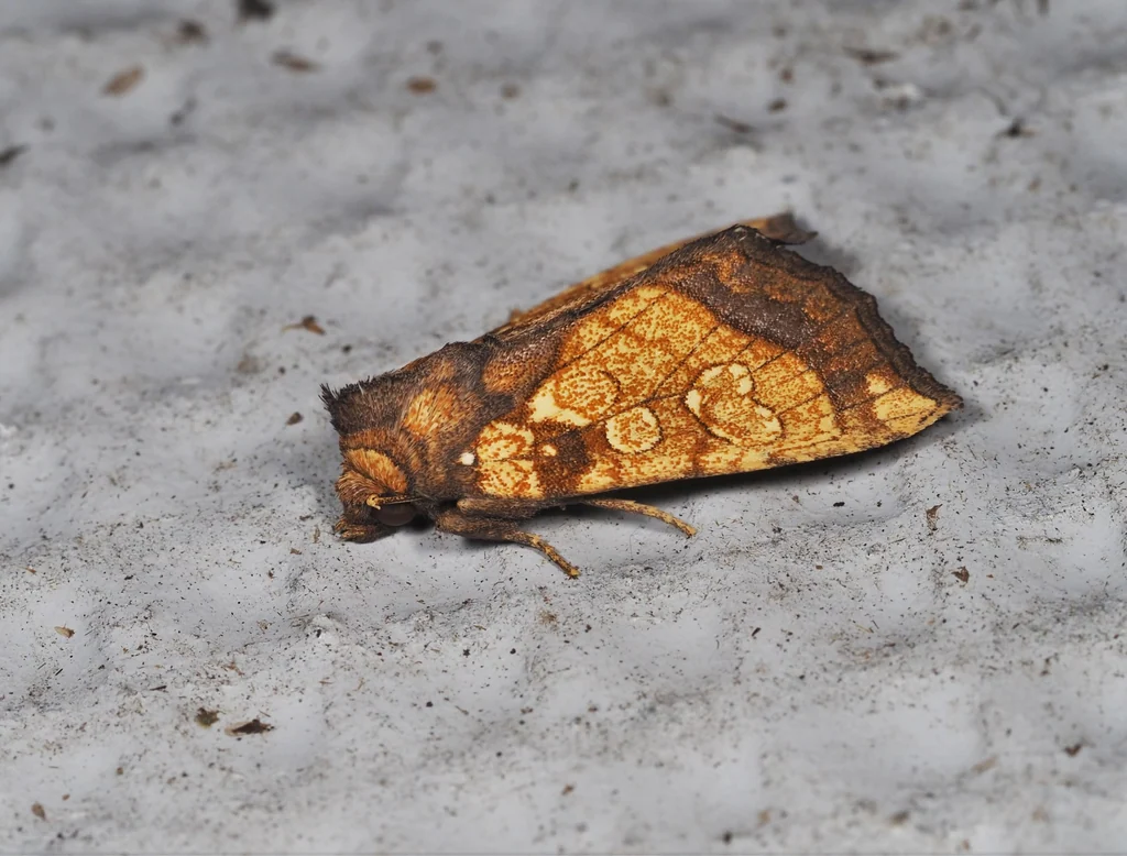 Gortyna fortis (Butler, 1878) photograph