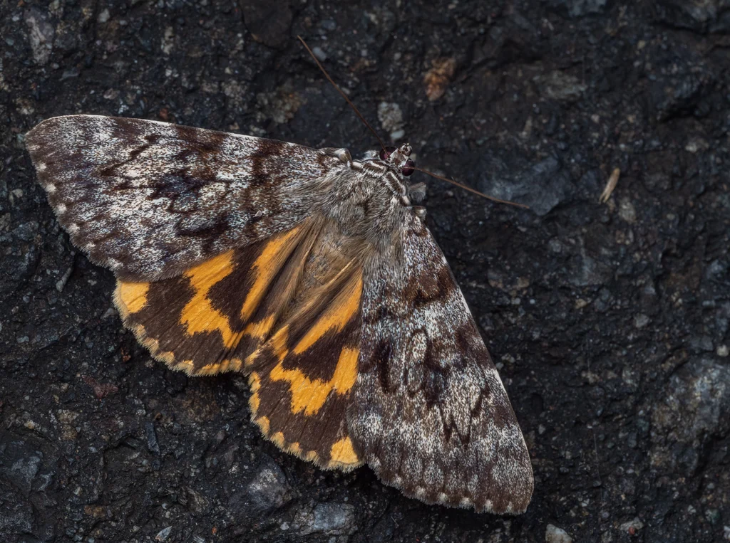 Catocala nubila (Butler, 1881) photograph