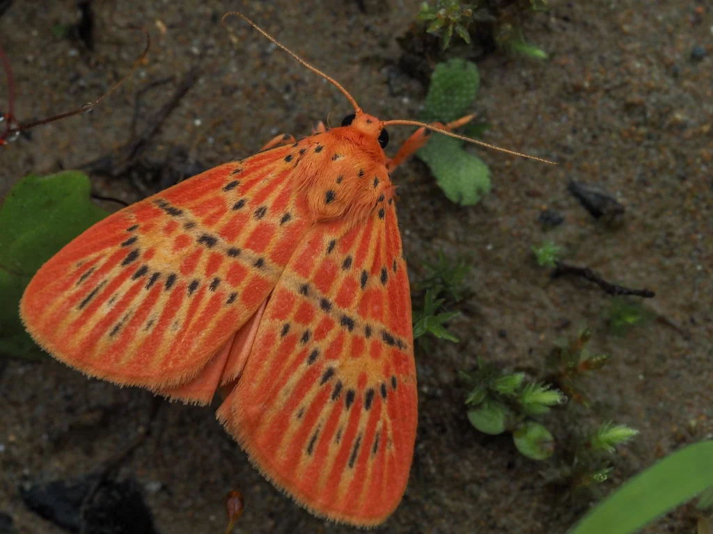 Barsine pulchra (Butler, 1877) photograph