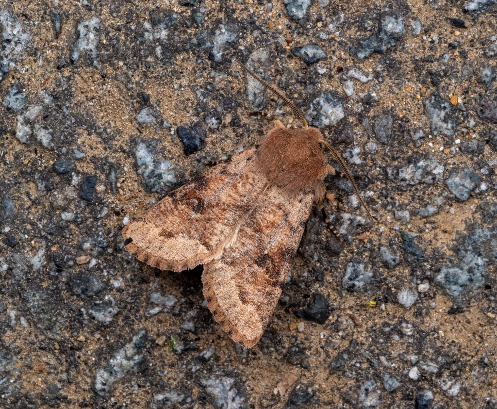 Orthosia coniortota (Filipjev, 1927) photograph