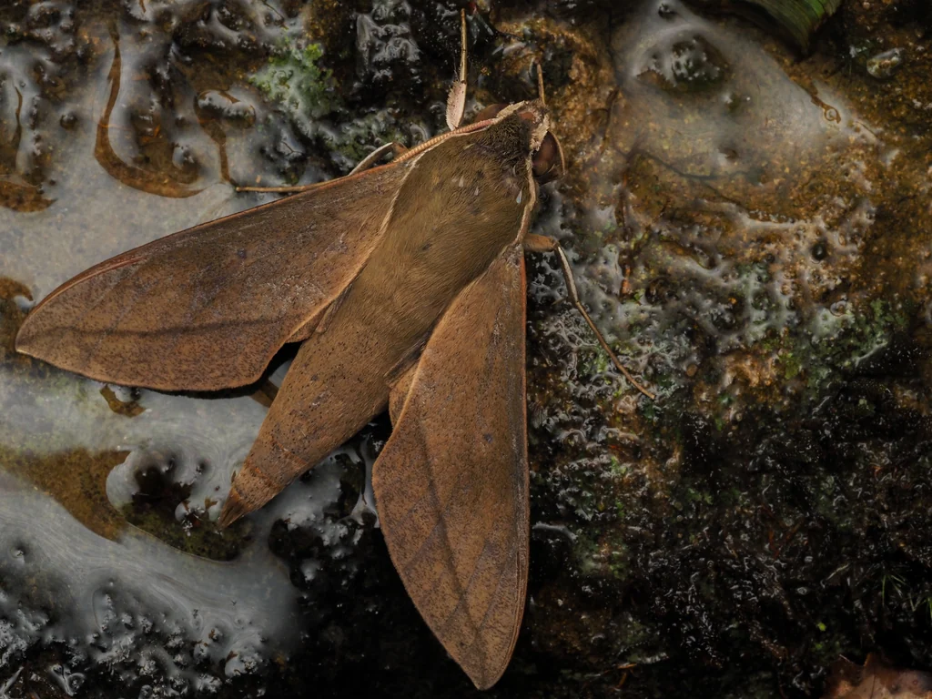 Theretra clotho (Drury, 1773) photograph
