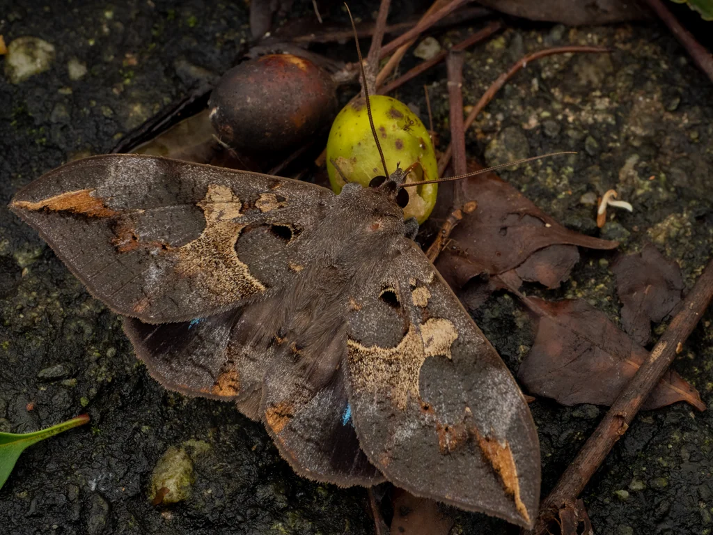 Ischyja ferrifracta (Walker, 1864) photograph