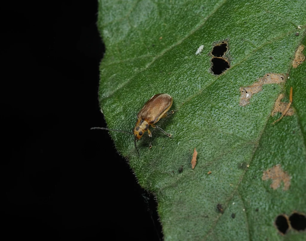 Pyrrhalta lineatipes (Takei, 1916) photograph