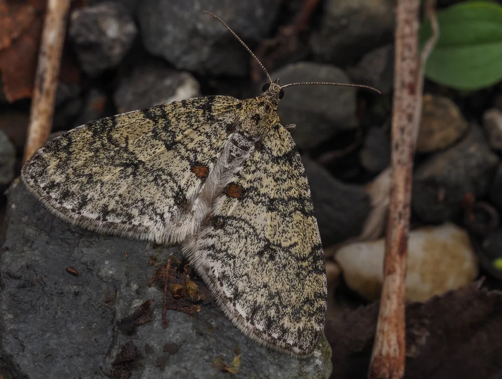 Trichopteryx hemana (Butler, 1878) photograph