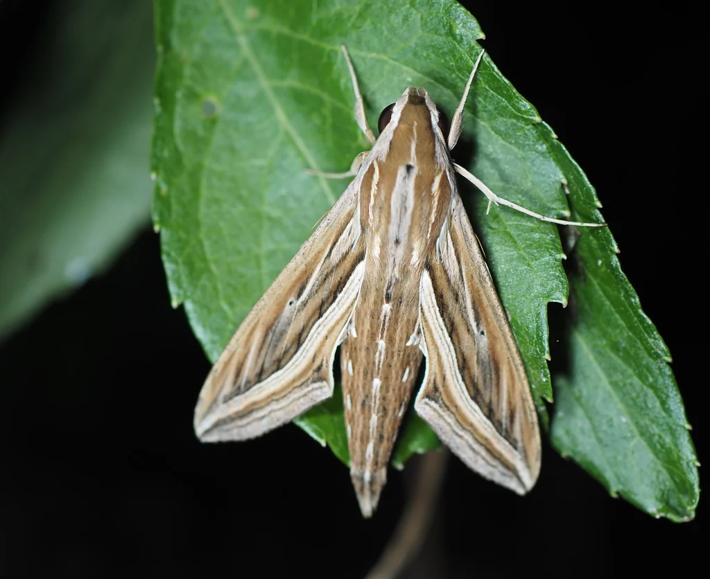 Hippotion celerio (Linnaeus, 1758) photograph
