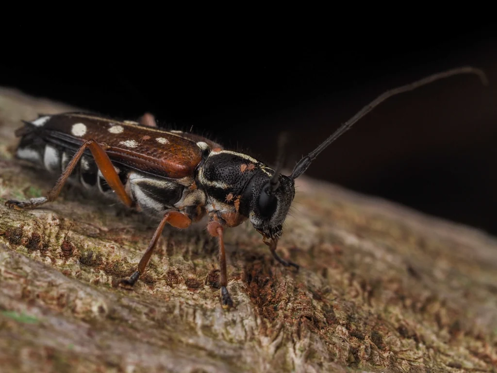 Glenea (Glenea) relicta relicta Pascoe, 1868 photograph