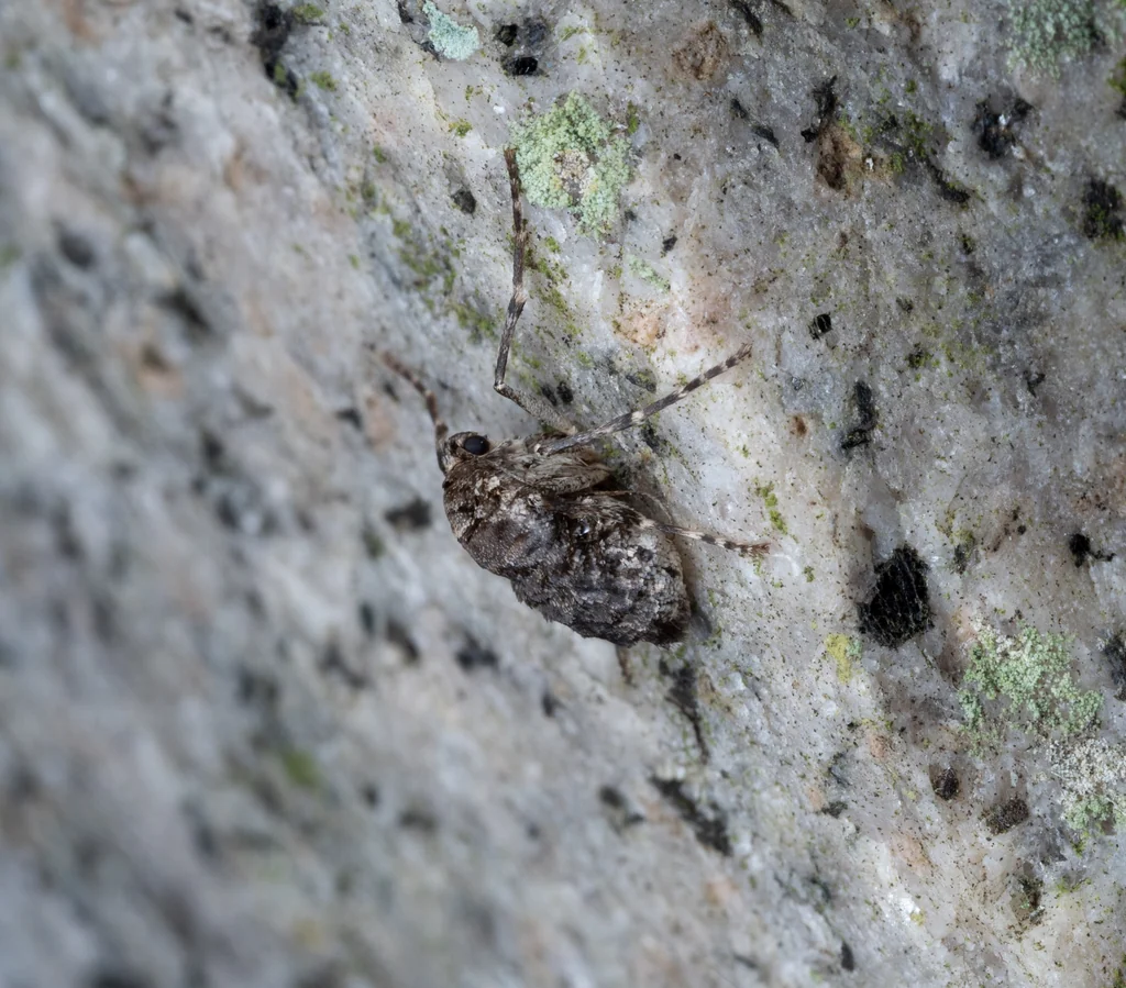 Alsophila japonensis (Warren, 1894) photograph