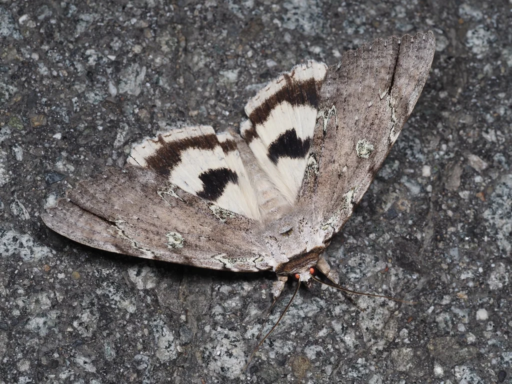 Catocala nivea (Butler, 1877) photograph