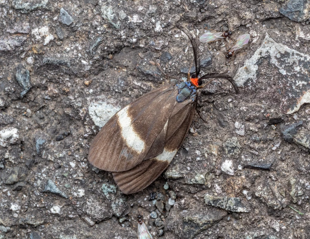 Neochalcosia remota (Walker, 1854) photograph