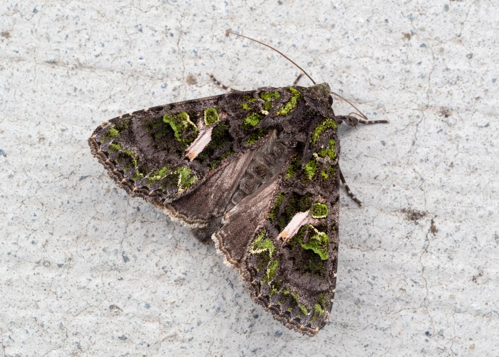 Trachea atriplicis (Linnaeus, 1758) photograph