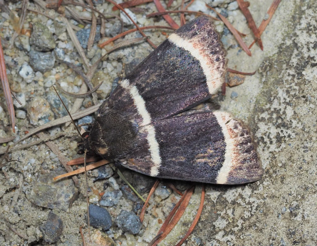 Amphipyra tripartita Butler, 1878 photograph