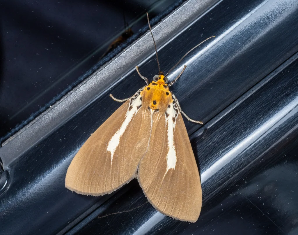 Asota heliconia (Linnaeus, 1758) photograph
