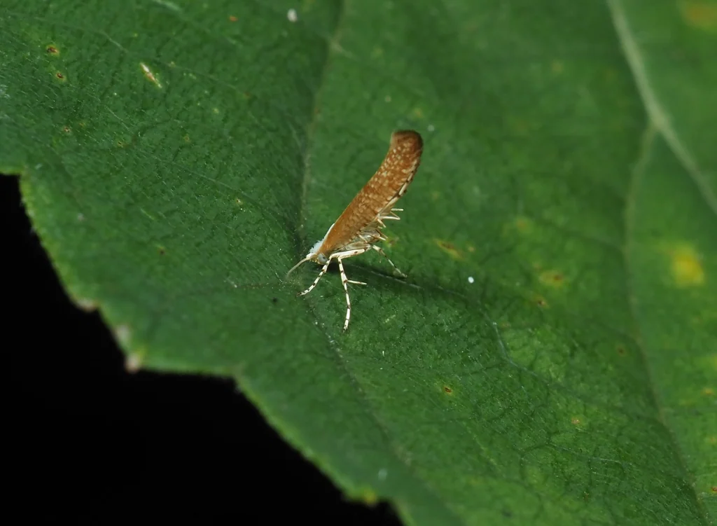Argyresthia albicomella Moriuti, 1969 photograph