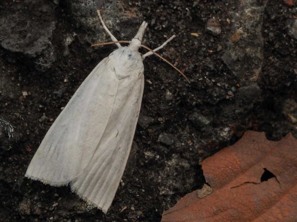 Calamotropha paludella (Hübner, [1824]) photograph