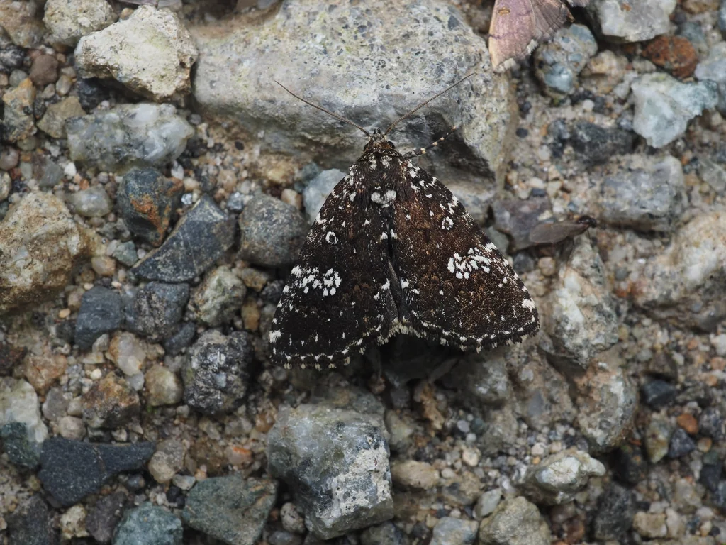 Prospalta cyclica (Hampson, 1908) photograph