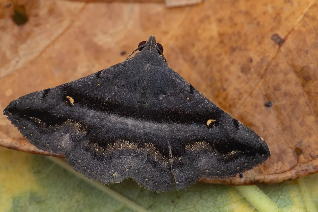シロテンハナマガリアツバ(Hadennia mysalis (Walker, 1859))の写真