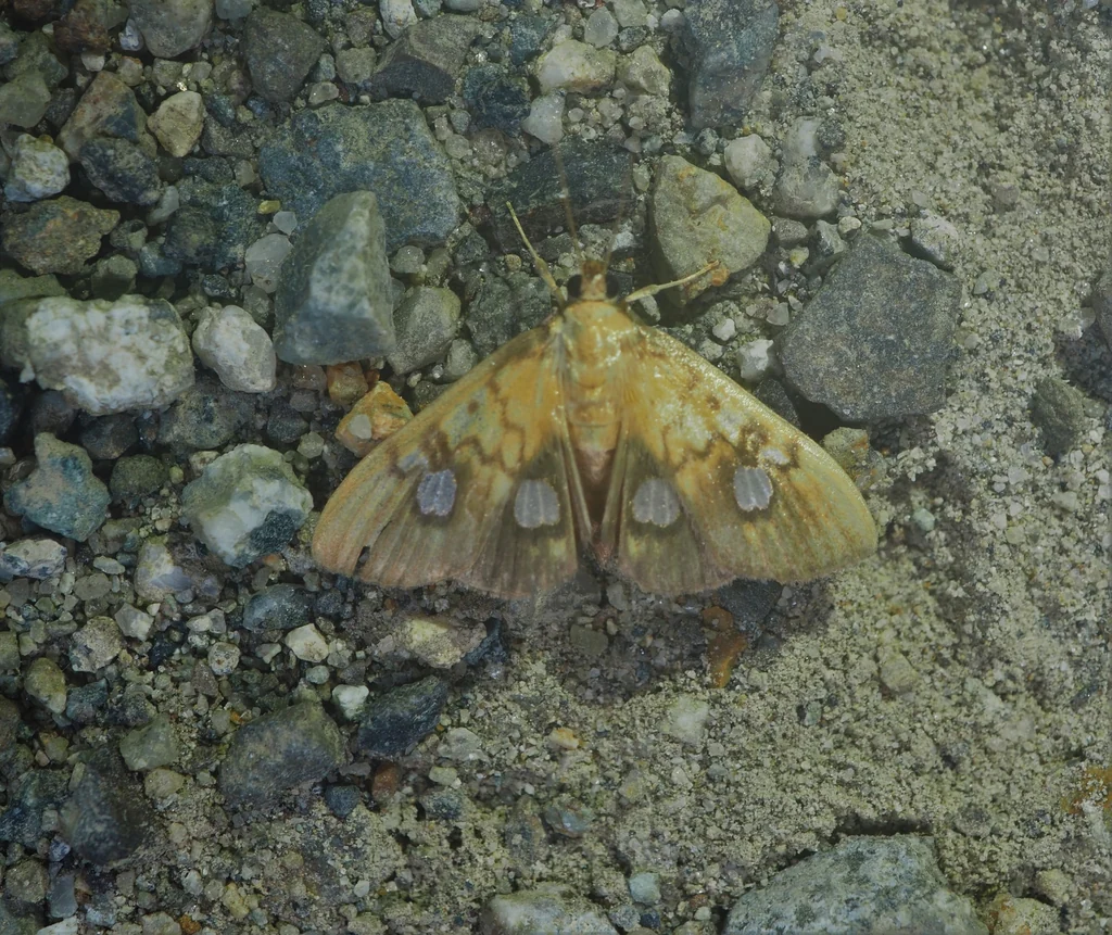 Analthes semitritalis Lederer, 1863 photograph