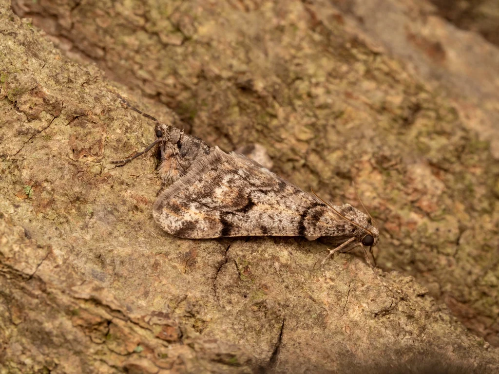 Agriopis dira (Butler, 1878) photograph