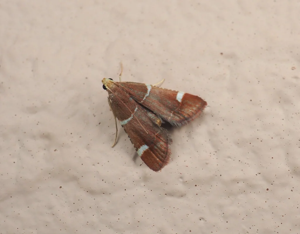 Pyralis albiguttata Warren, 1891 photograph